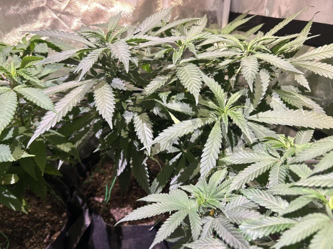 OSS - Tiramisu. Week 17