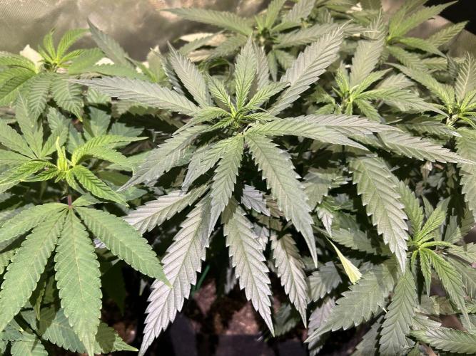 OSS - Tiramisu. Week 17