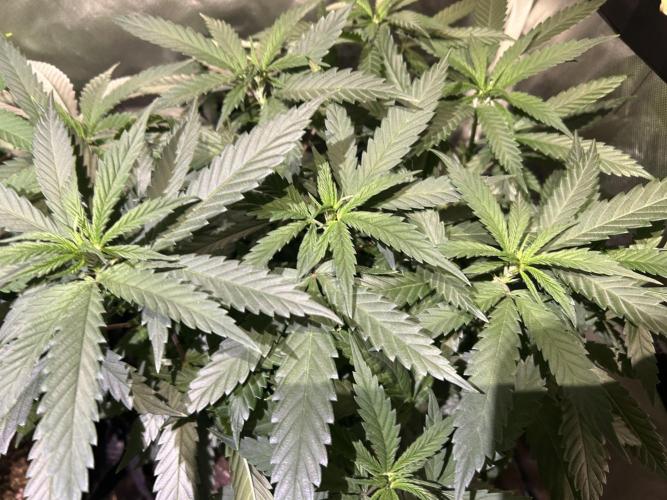 OSS - Tiramisu. Week 17