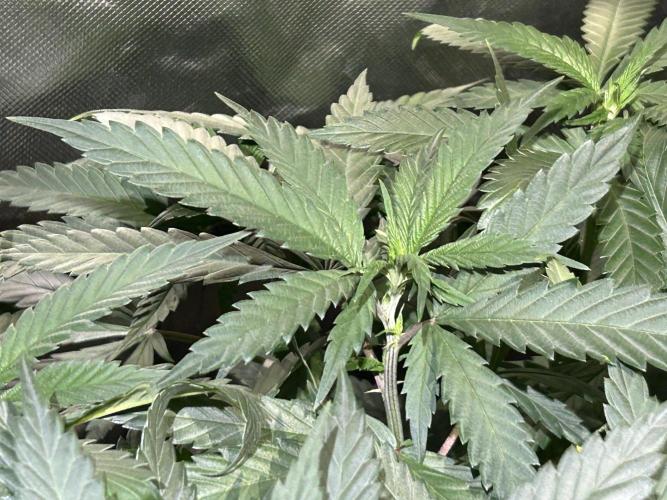 OSS - Tiramisu. Week 17