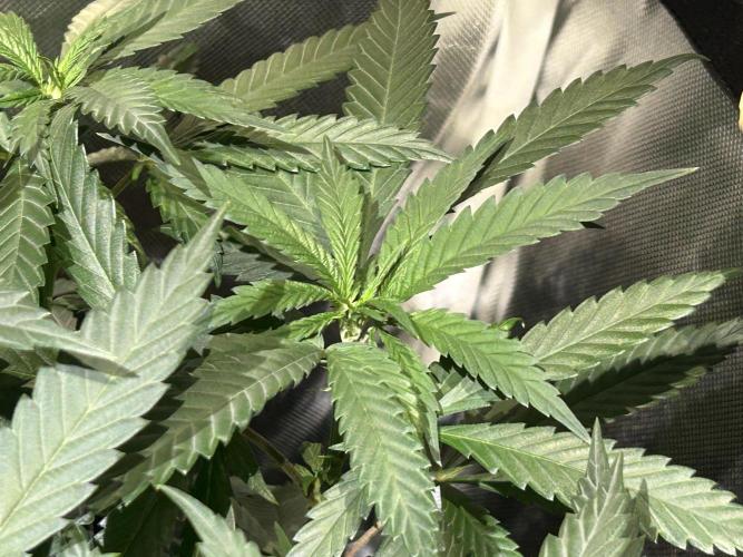 OSS - Tiramisu. Week 17