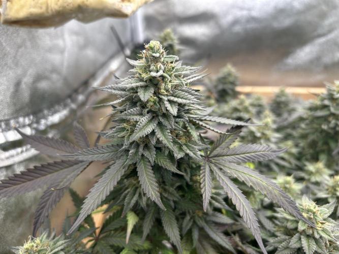 Kannabia - Pink Gelato. Week 24