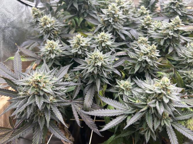 Kannabia - Pink Gelato. Week 24