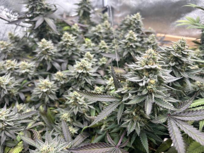 Kannabia - Pink Gelato. Week 24