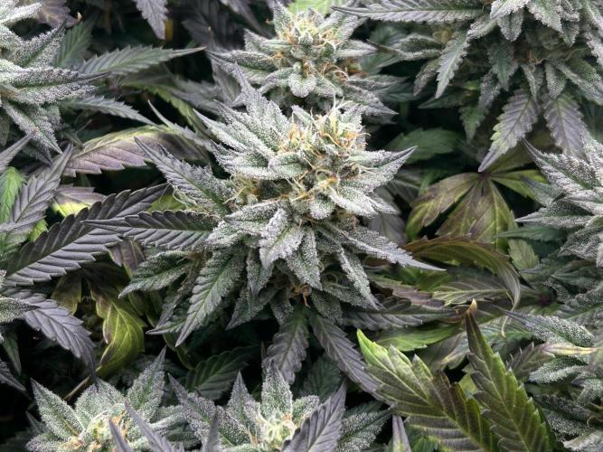 Kannabia - Pink Gelato. Week 24