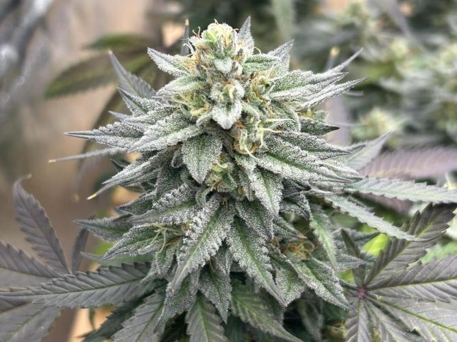 Kannabia - Pink Gelato. Week 24