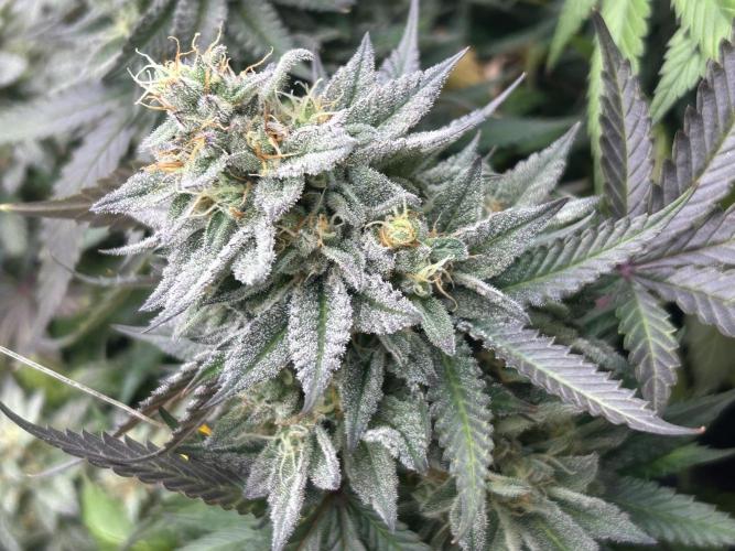 Kannabia - Pink Gelato. Week 24