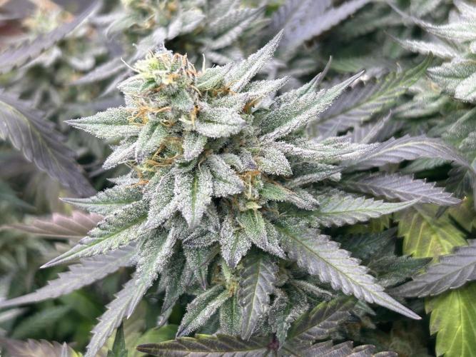 Kannabia - Pink Gelato. Week 24