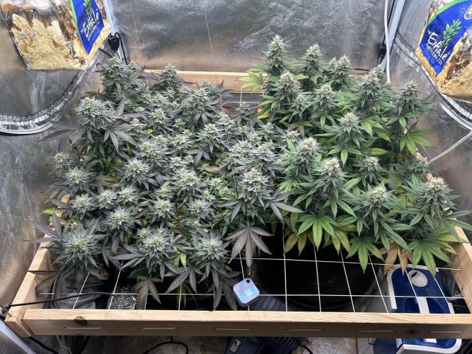 Kannabia - Apple Fritter. Week 24 - 2/14/26