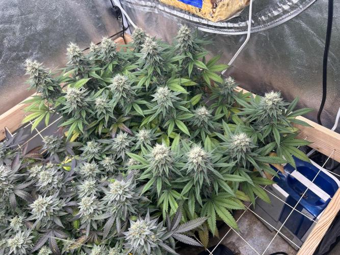 Kannabia - Apple Fritter. Week 24