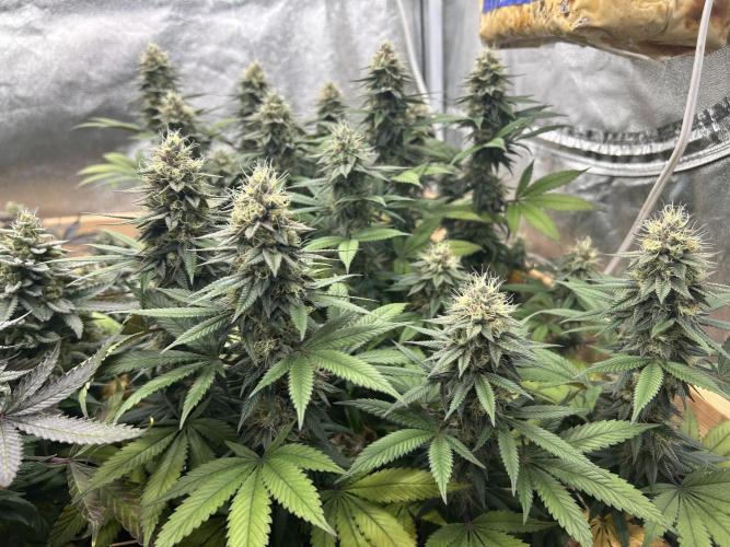 Kannabia - Apple Fritter. Week 24