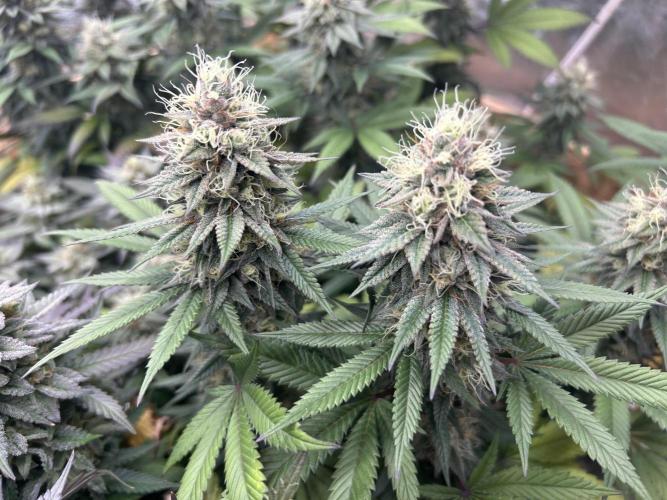 Kannabia - Apple Fritter. Week 24