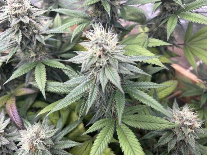 Kannabia - Apple Fritter. Week 24