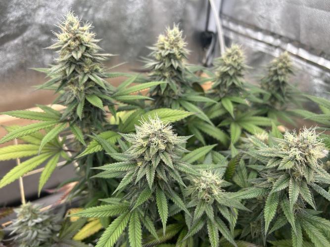 Kannabia - Apple Fritter. Week 24