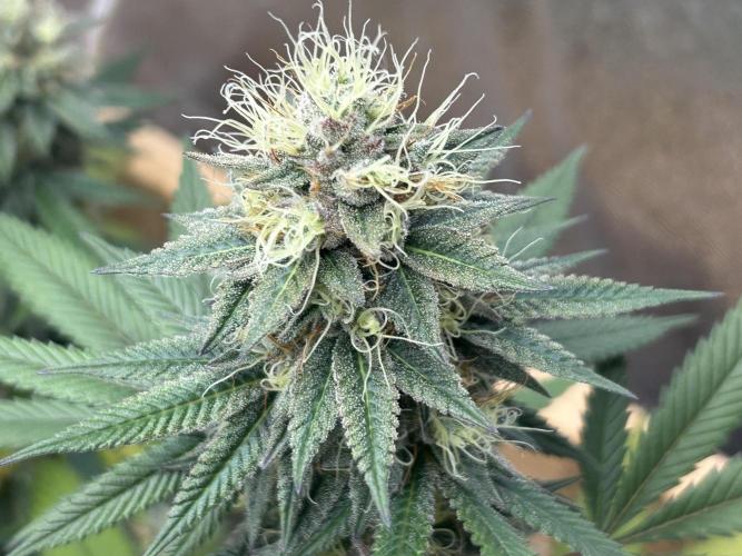 Kannabia - Apple Fritter. Week 24