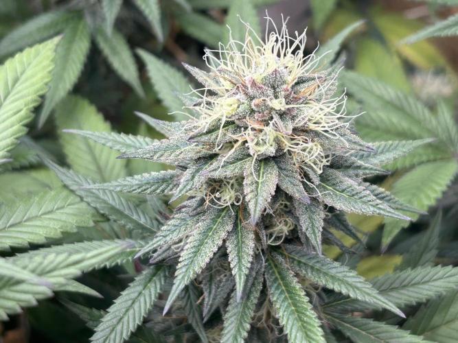 Kannabia - Apple Fritter. Week 24