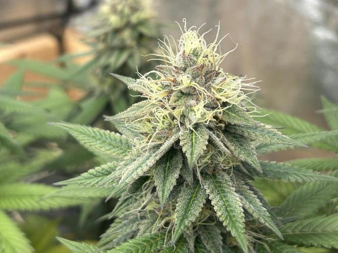 Kannabia - Apple Fritter. Week 24