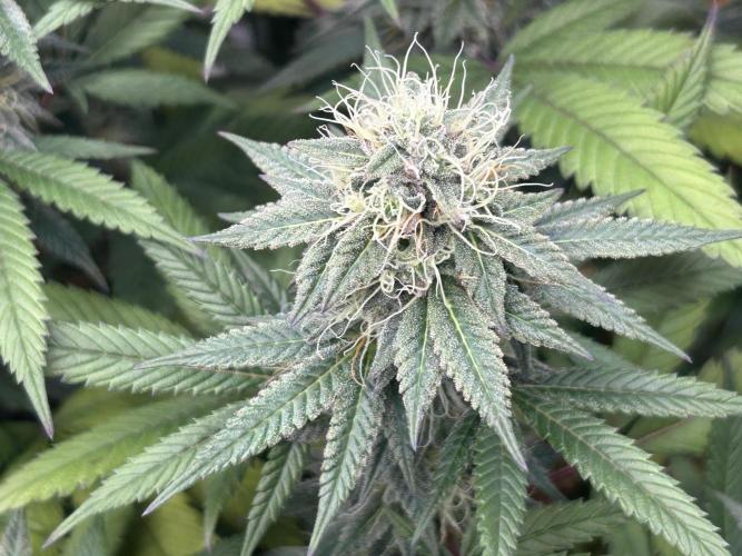 Kannabia - Apple Fritter. Week 24