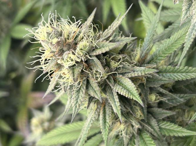 Kannabia - Apple Fritter. Week 24