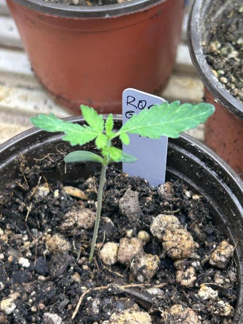 RQS - Gelato 44. Week 2