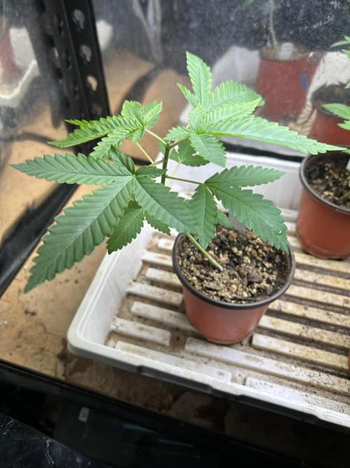 WSE - Sour Diesel. Week 4 - 2/21/26