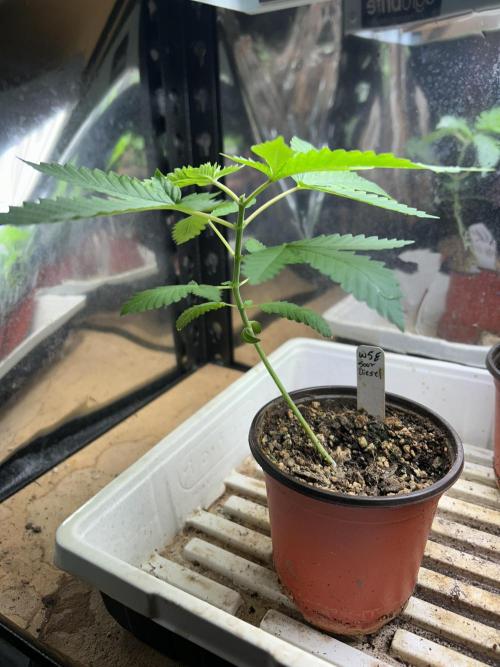 WSE - Sour Diesel. Week 4
