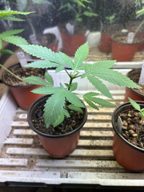 WSE - NYC Diesel. Week 4 - 2/21/26