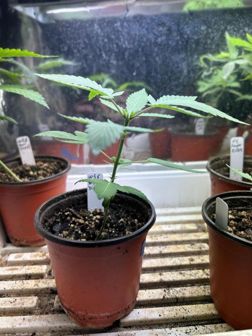 WSE - NYC Diesel. Week 4