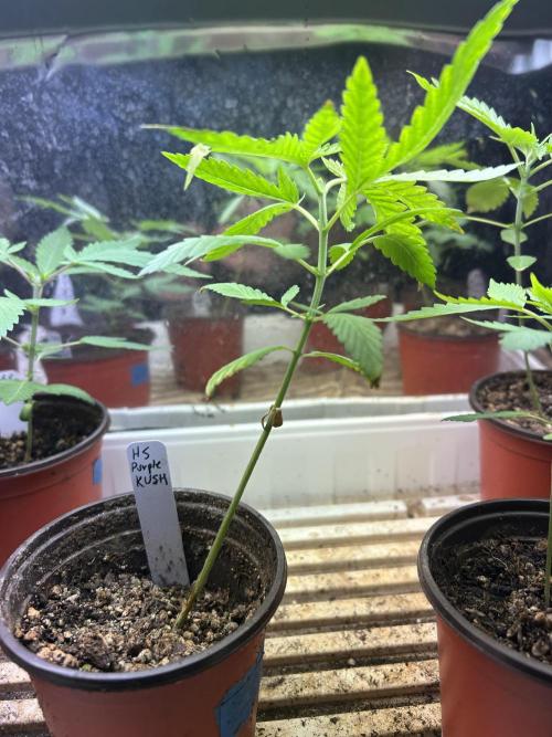 HS - Purple Kush. Week 4