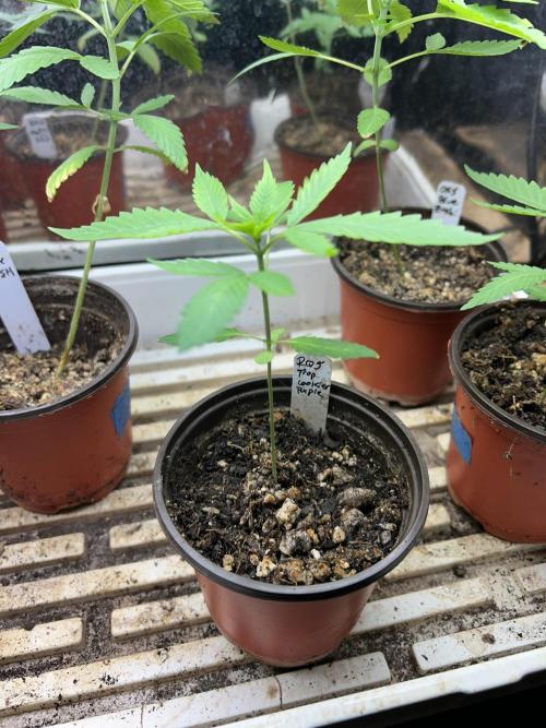 RQS - Tropicana Cookies Purple. Week 3 - 2/21/26