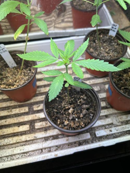 RQS - Tropicana Cookies Purple. Week 3