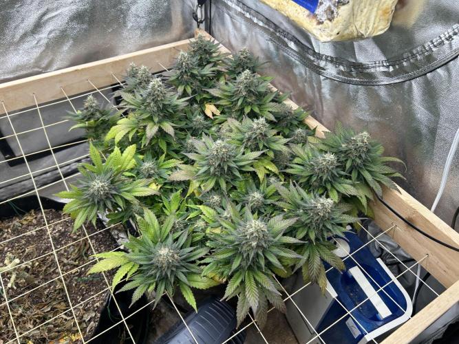 OSS - Sherbet Moonrocks. Week 24 - 2/21/26