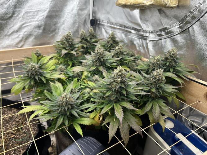 OSS - Sherbet Moonrocks. Week 24