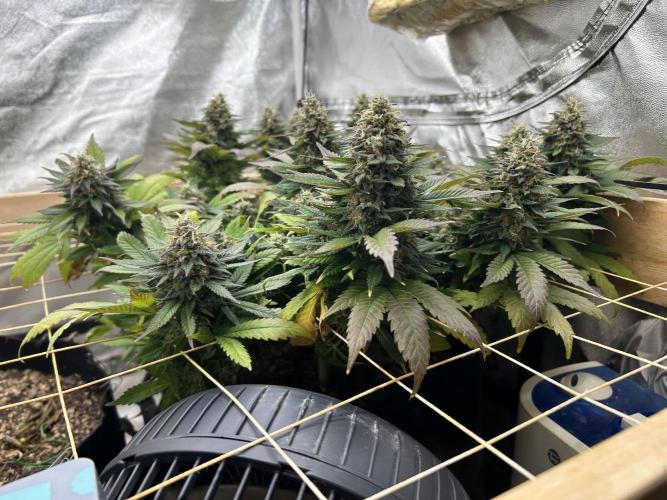 OSS - Sherbet Moonrocks. Week 24