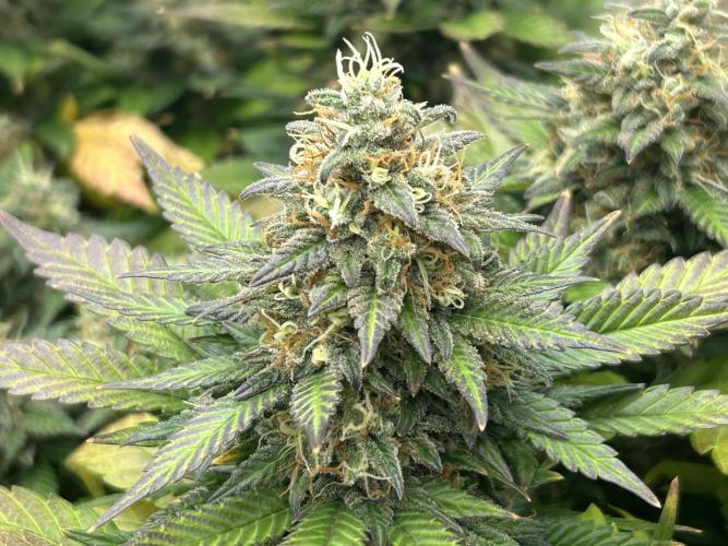 OSS - Sherbet Moonrocks. Week 24