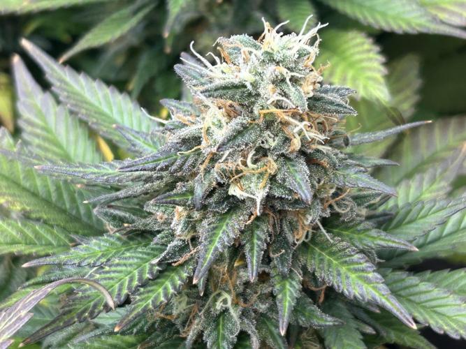 OSS - Sherbet Moonrocks. Week 24