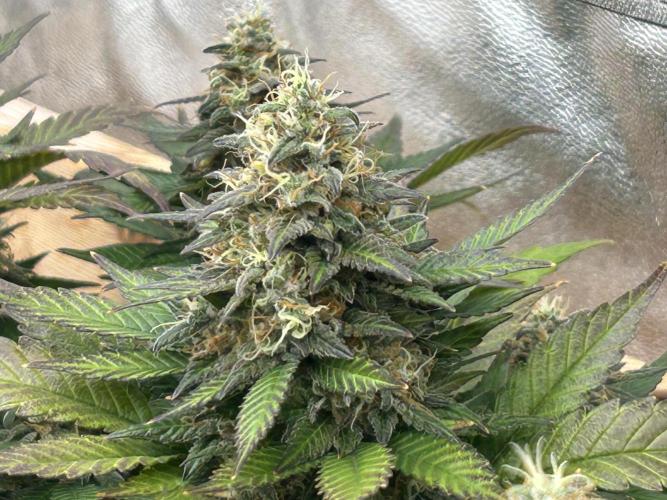 OSS - Sherbet Moonrocks. Week 24
