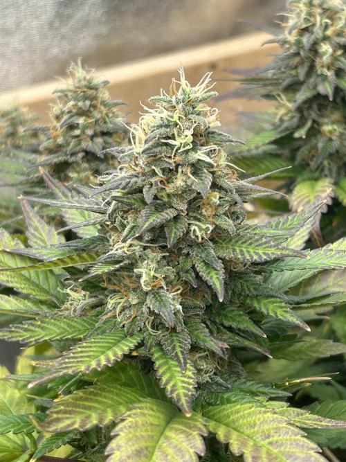 OSS - Sherbet Moonrocks. Week 24