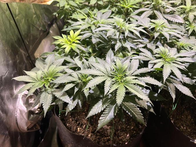 BF - Super Boof. Week 15 - 2/21/26