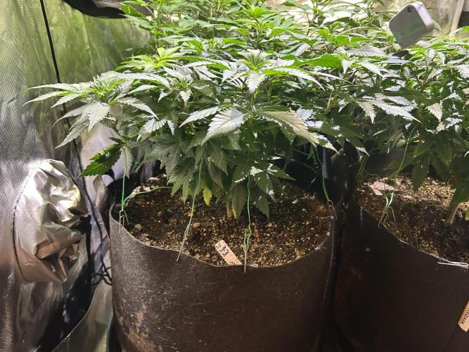 BF - Super Boof. Week 15