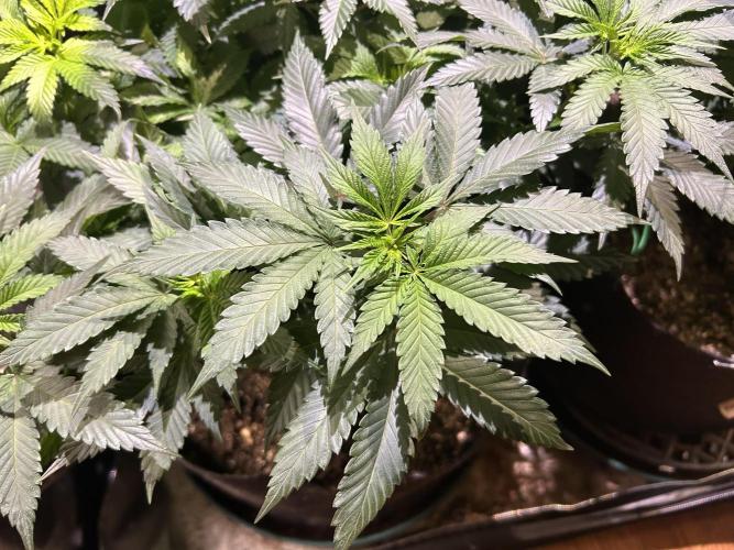 BF - Super Boof. Week 15