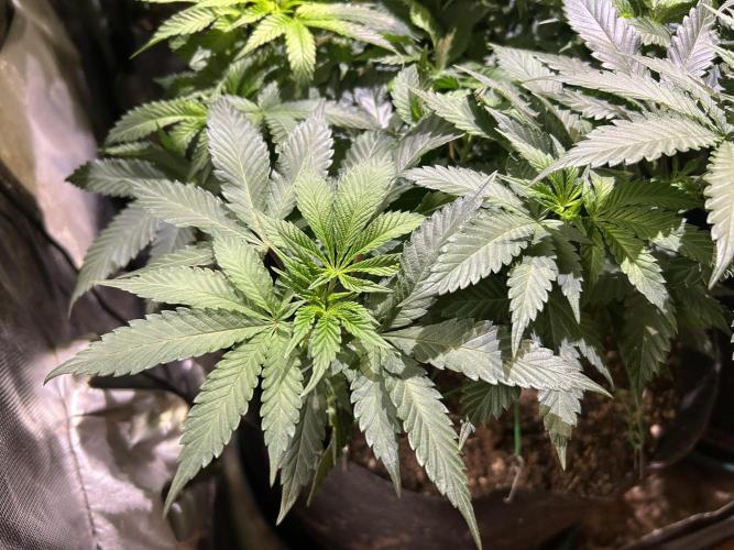 BF - Super Boof. Week 15