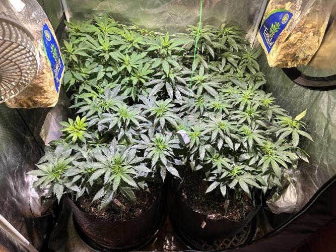 BF - RS11 x Banana OG. Week 15