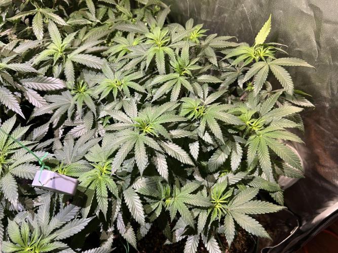 BF - RS11 x Banana OG. Week 15 - 2/21/26