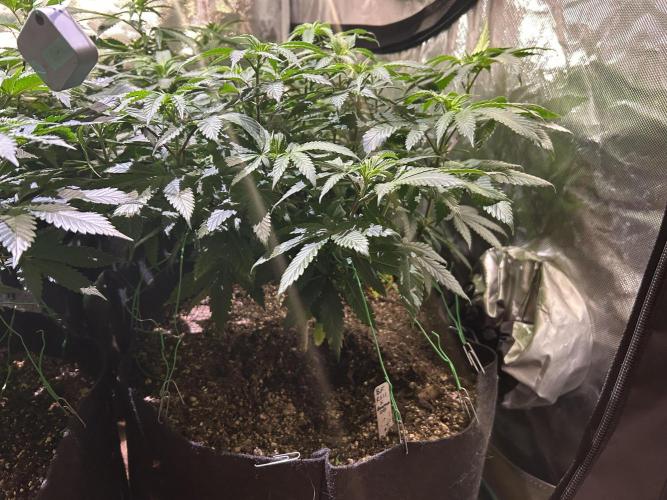 BF - RS11 x Banana OG. Week 15