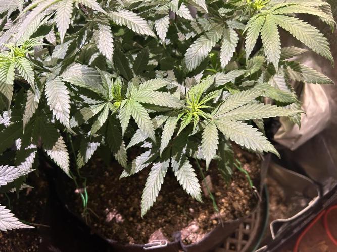 BF - RS11 x Banana OG. Week 15