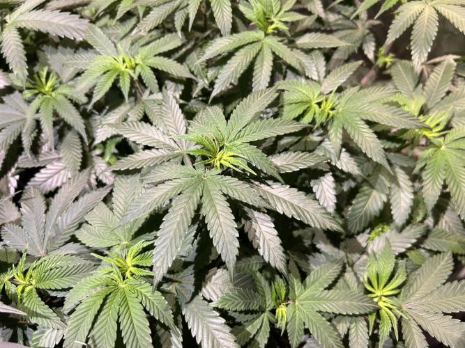 BF - RS11 x Banana OG. Week 15