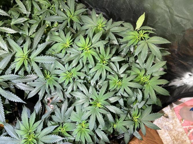 BF - RS11 x Banana OG. Week 15
