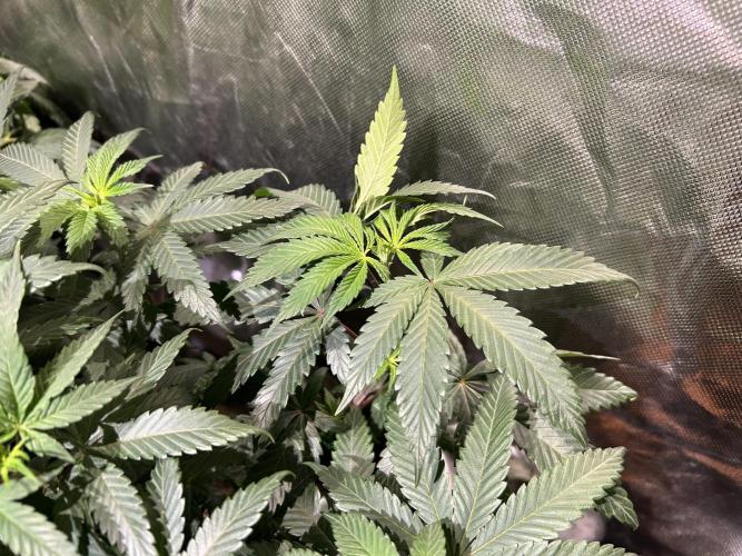 BF - RS11 x Banana OG. Week 15