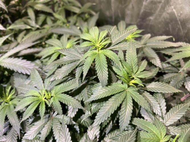 BF - RS11 x Banana OG. Week 15